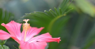 Mountain Comprehensive Care Center - Greenhouses